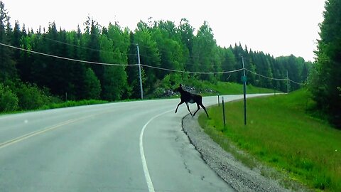 Moose Crossing