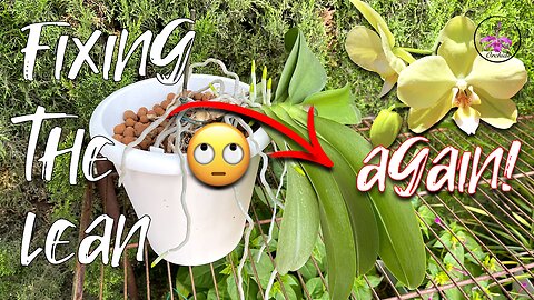 SICK of the LEAN?! How I attempt to STOP a Crazy Lean on Phalaenopsis Orchids in Pots #ninjaorchids