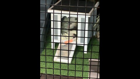 Possum at the Clearwater Marine Aquarium