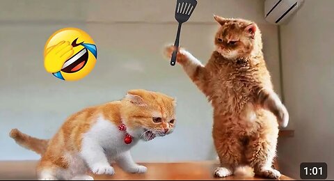 Funny Animal 2025 | CAT 🐈😂