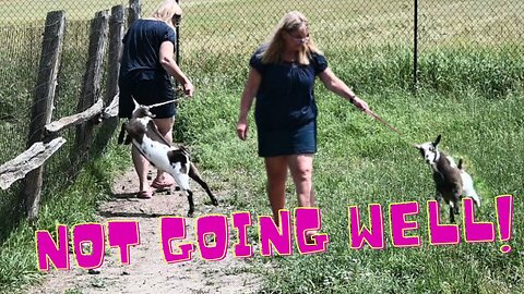Show PREP! First Time SHOWING A Baby GOAT!