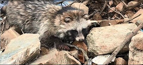 Heartwarming! Rescued a Raccoon