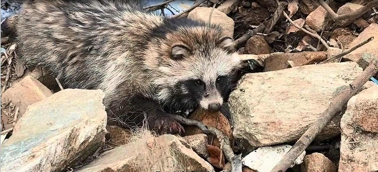 Heartwarming! Rescued a Raccoon
