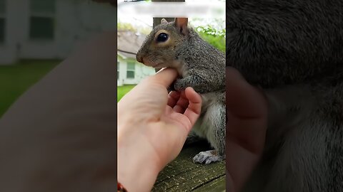 The guy decided to buy a squirrel with potatoes and eventually became her best friend