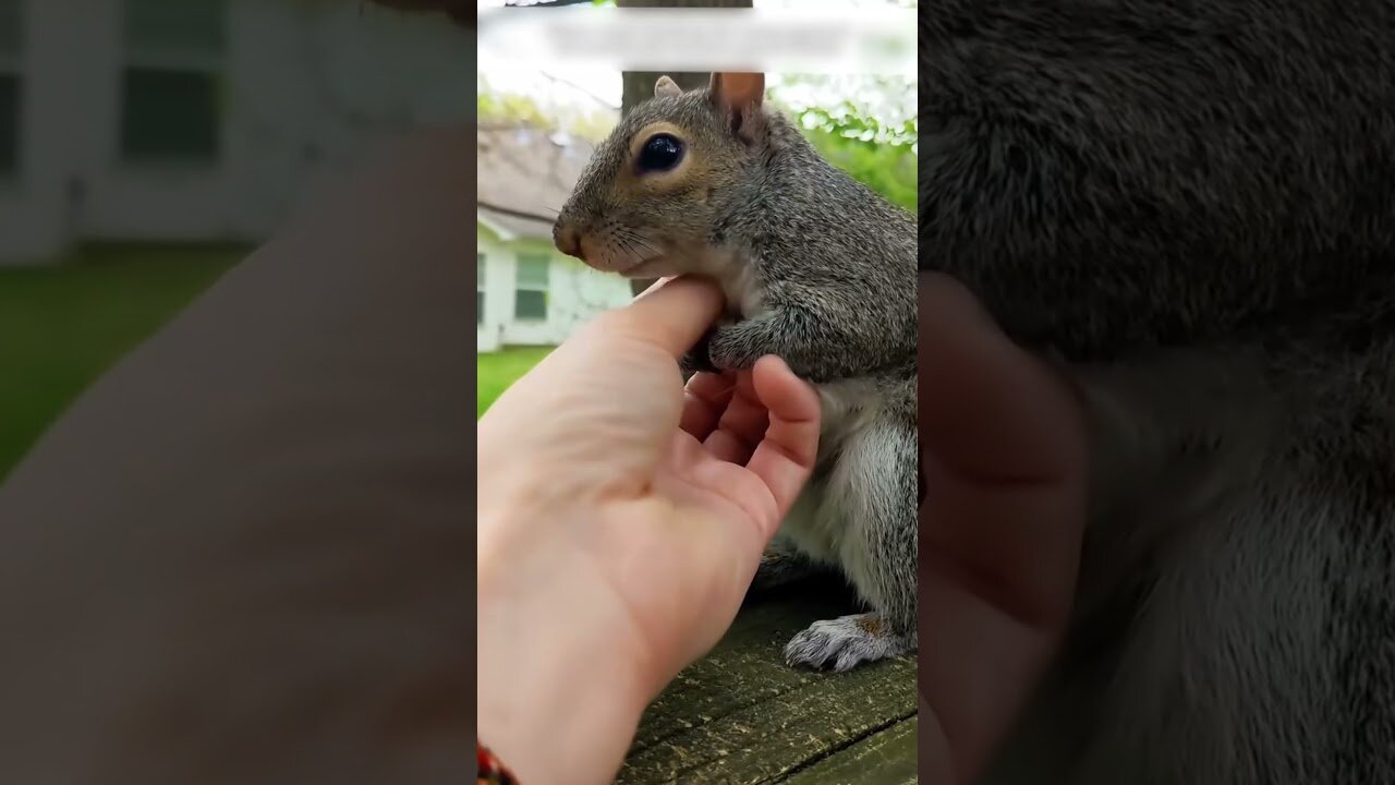 The guy decided to buy a squirrel with potatoes and eventually became her best friend