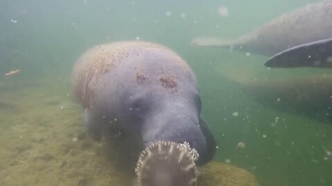 Investigation underway after nine manatee deaths in Homosassa River