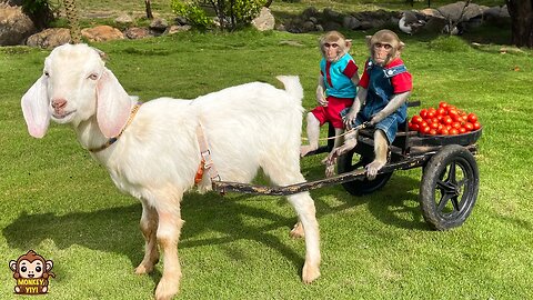 YiYi and YinYin takes goat to harvest tomatoes to buy carrots to make juice