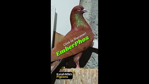 kolahmikh pigeon 🐦