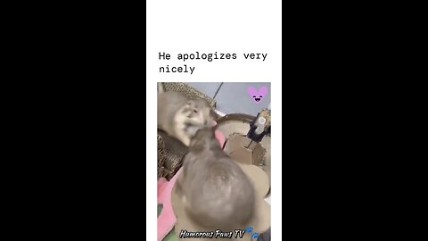 Funny animals 2024😂- Funniest Cats and Dogs Video😹🐶 #4