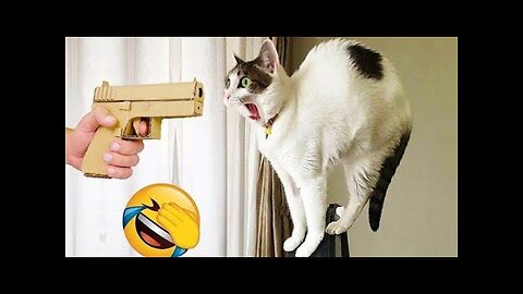 Hilarious Animal Fails That Will Make Your Day | Funny Pets Compilation