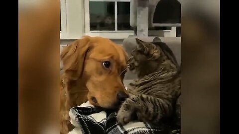 Funniest Cats and Dogs Clips 2025😼🐶Try Not To Laugh😜