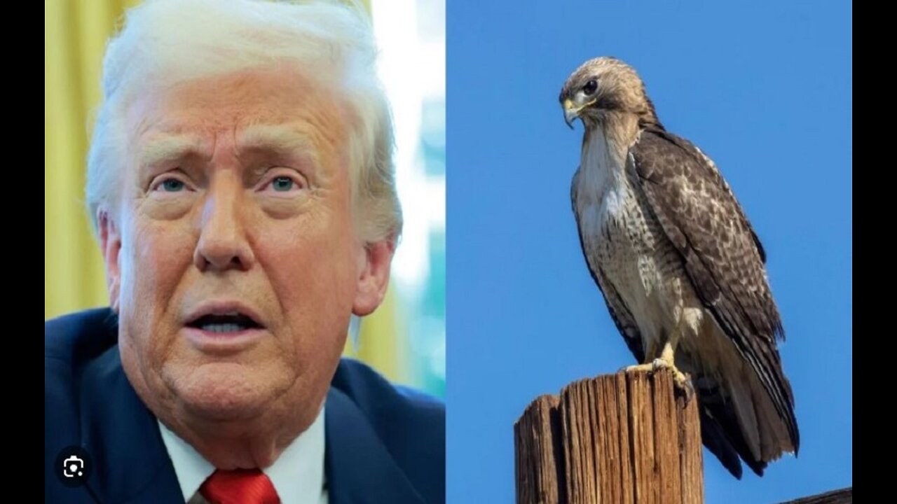 Exclusive Trump Admin Plans Overhaul of Endangered Species Act 1