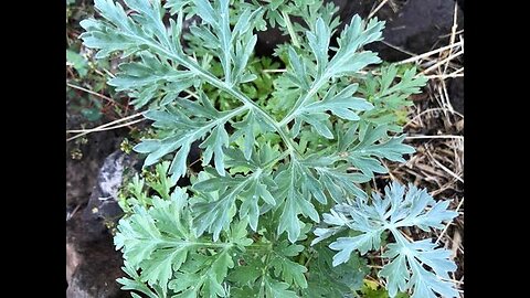 Wormwood Oil Kills These Parasites
