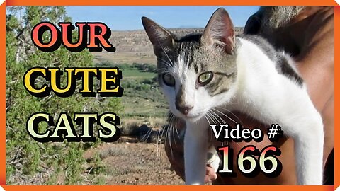 Our Cute Cats #166 - Dad's Precious Moments With Panqueeñou (5 of 5)