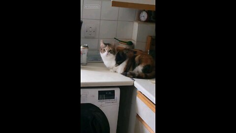 This is not edit video. My cat Poppy really can talk.