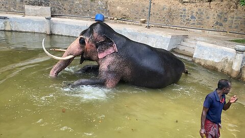 Elephant srilanka