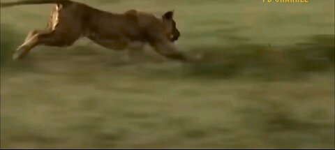 Run Fast Run
