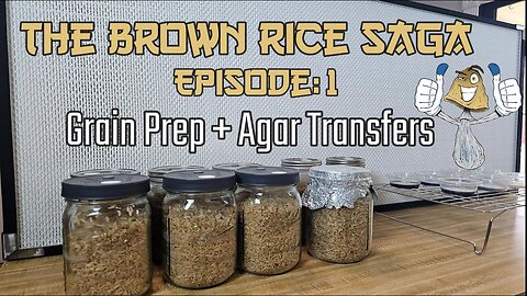 The Brown Rice Saga Episode:1 Complete Grain Prep, And Agar Transfers .::. Beginners Guide on How To