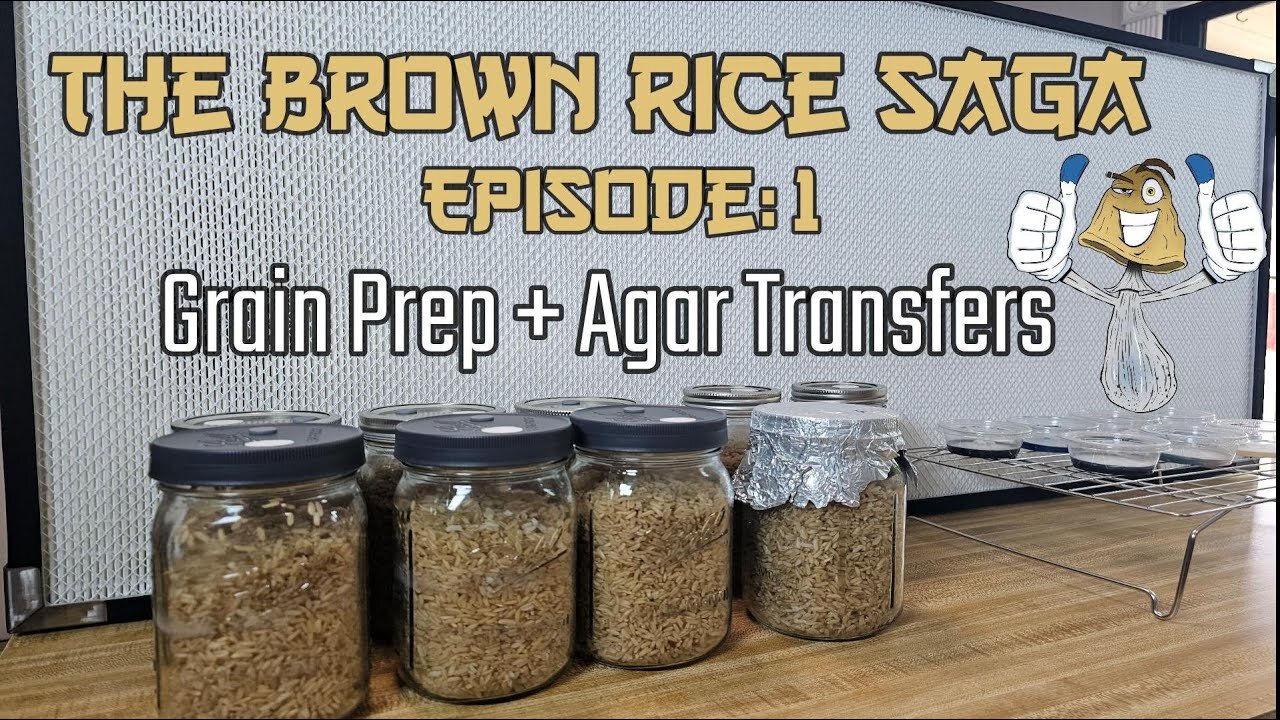 The Brown Rice Saga Episode:1 Complete Grain Prep, And Agar Transfers .::. Beginners Guide on How To