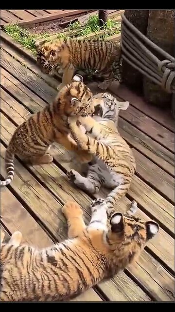 Kindergarten for little tigers!