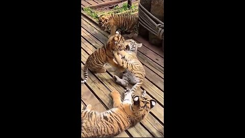 Kindergarten for little tigers!
