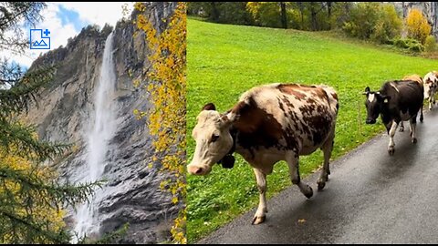 Lauterbrunnen in Switzerland - Land of 72 Waterfalls and We Saw a Parade of Cows!