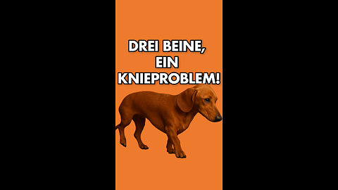 🐶Hund auf drei Beinen? Ein Knieproblem!