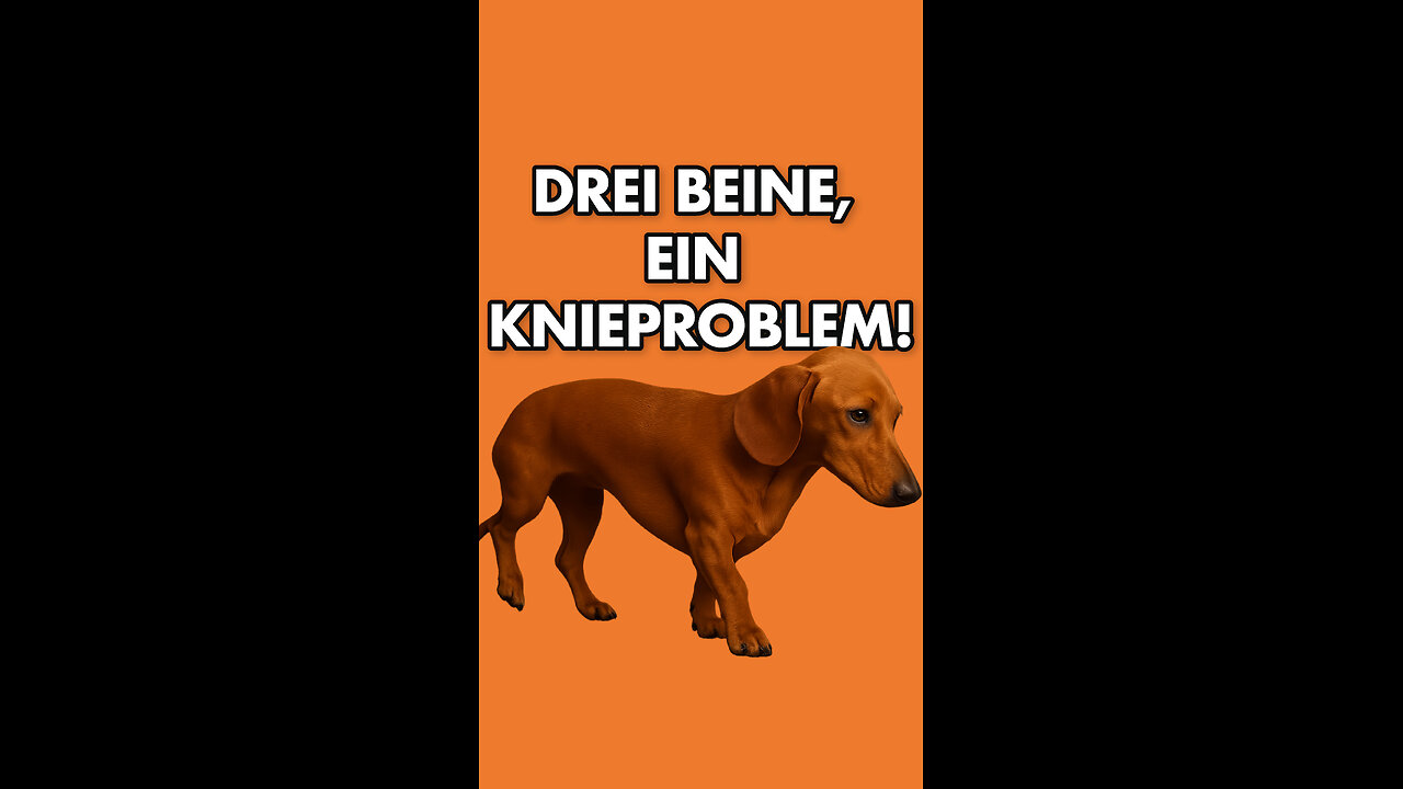 🐶Hund auf drei Beinen? Ein Knieproblem!