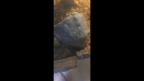 tortoise time