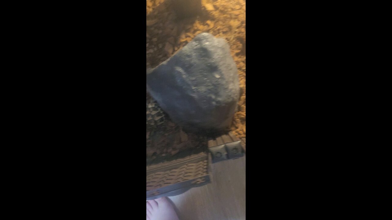 tortoise time