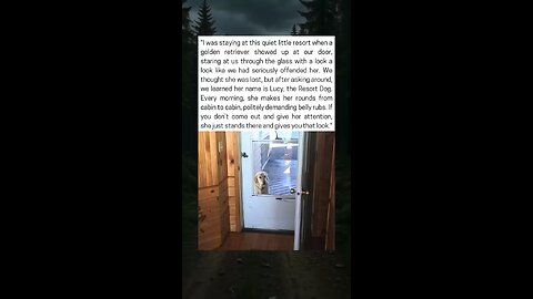 Golden Retriever Becomes The Star Of Cozy Resort