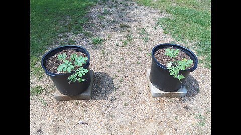 Fertilizing Our Black Diamond Watermelon Plants In Containers 5/24/25