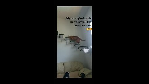 Pierre exploring his new cat walk for the first time