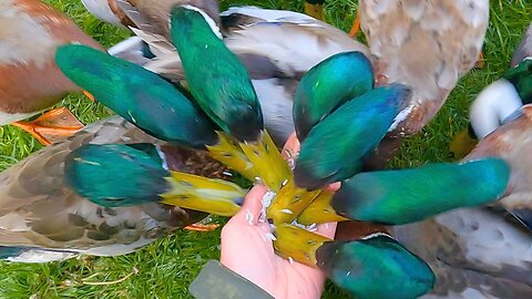 10 Headed Mallard Duck Drake Hydra