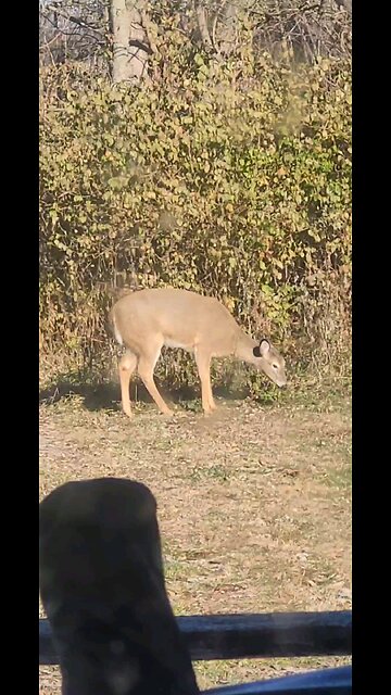 Deer Video Taken Today 12 14 2025 From Our Back Porch Temp 9 Degrees 5 Below Zero Windchill