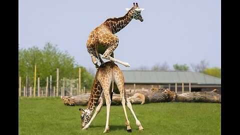 Funny giraffe 🤣🤣🤣