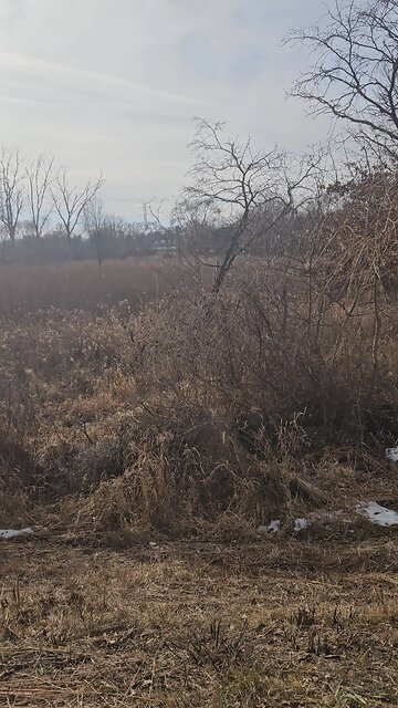 Squirrel on a Branch Eating
