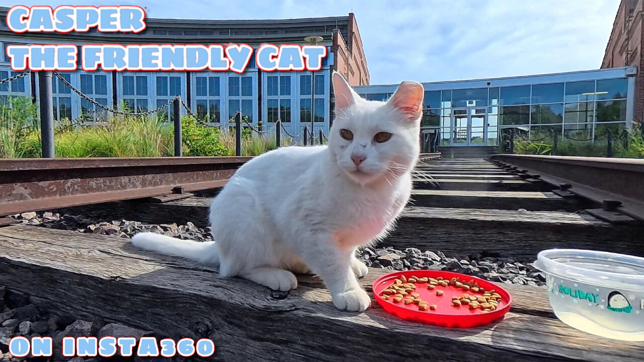 Casper The Friendly Cat On Insta360 - July 30th, 2025