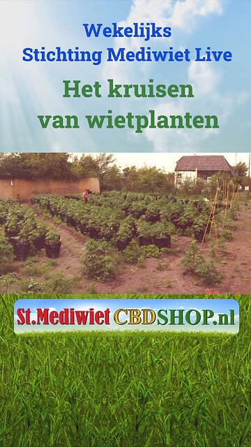 Het kruisen van wietplanten