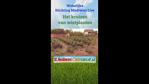 Het kruisen van wietplanten