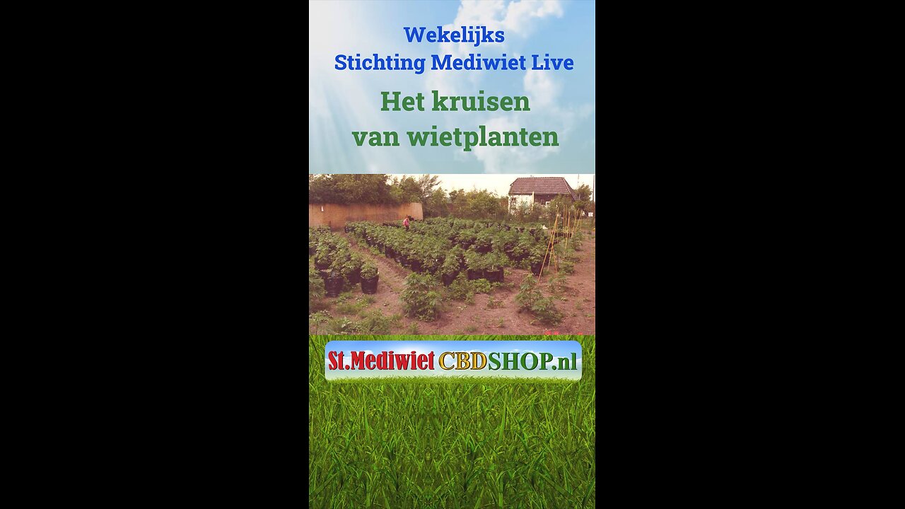 Het kruisen van wietplanten