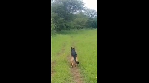 leopard attack it's been defended by dog