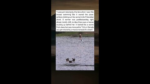 Swimming Moose In Lake