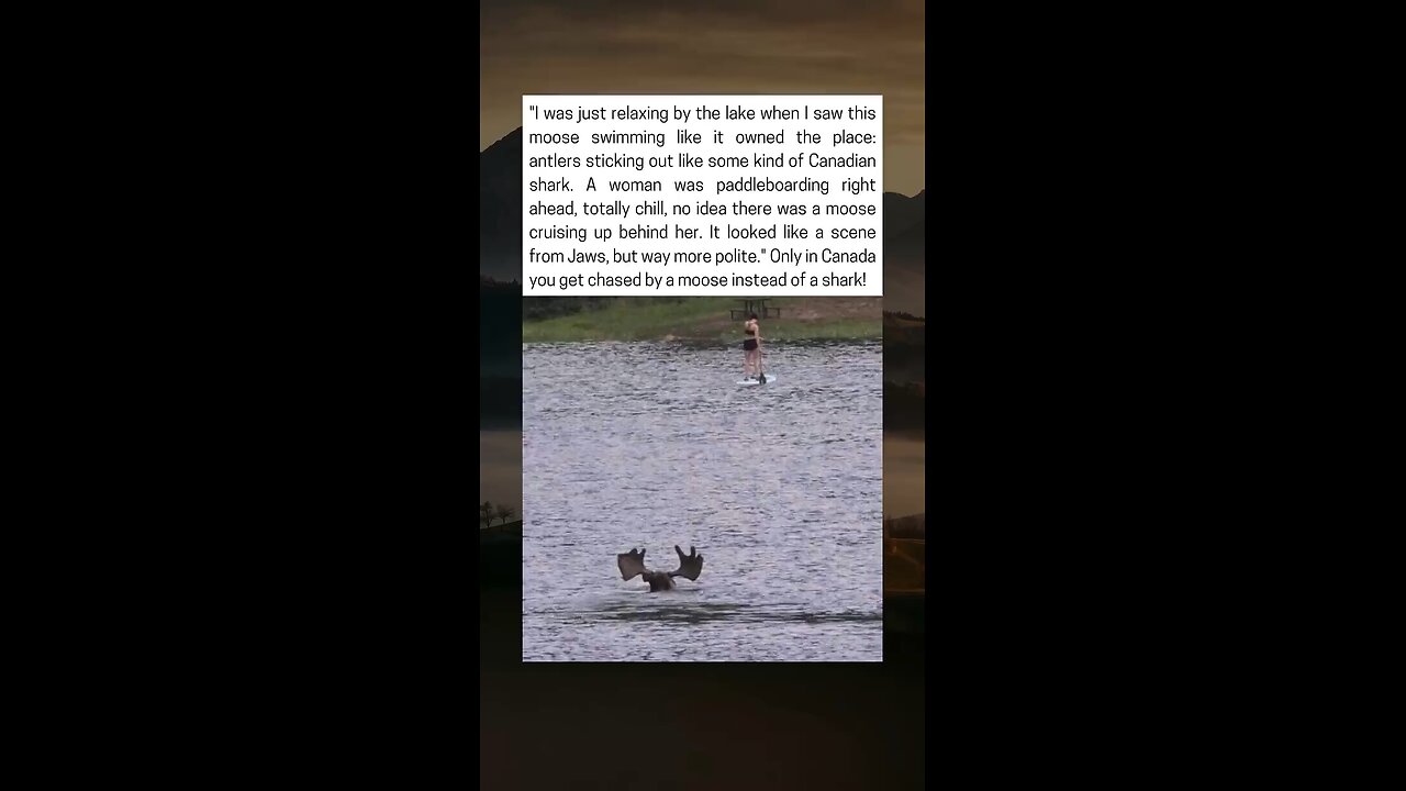 Swimming Moose In Lake