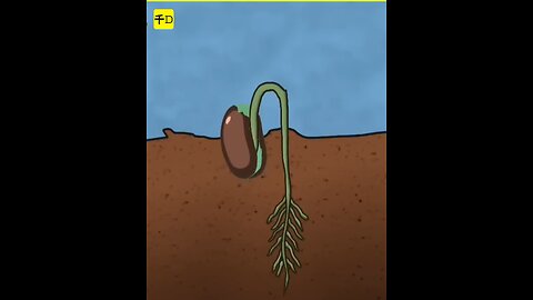seeds