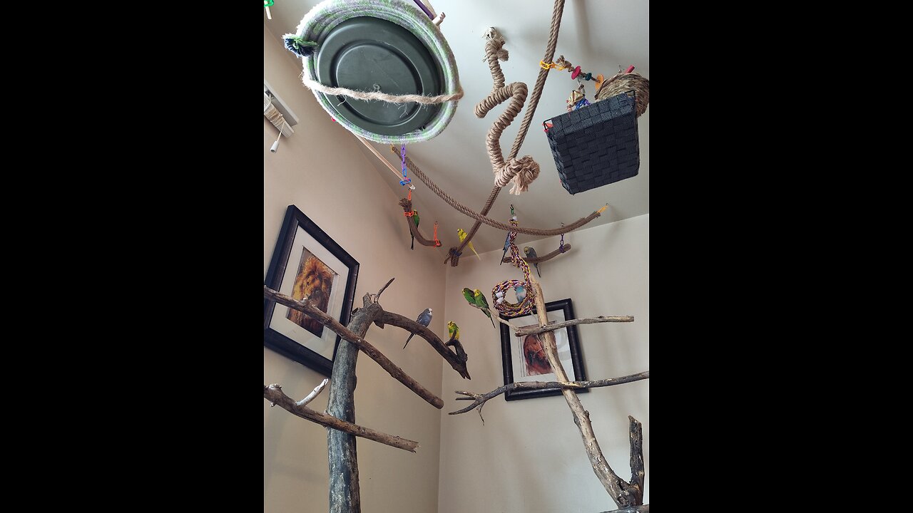 Mix of 9 Budgies