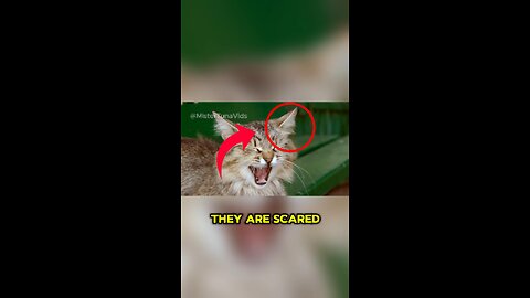 4 Simple Ways to Understand Your Cat Better 🐱 | Cat Behavior Explained!