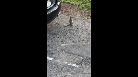 squirrel wants trash food.