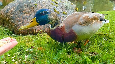This Dine and Dash Beta Drake Has the Whole Pond for Himself... Almost