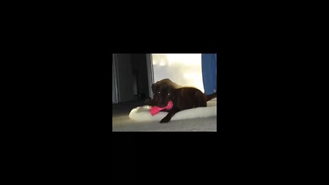 Puppy Pics of Dacker